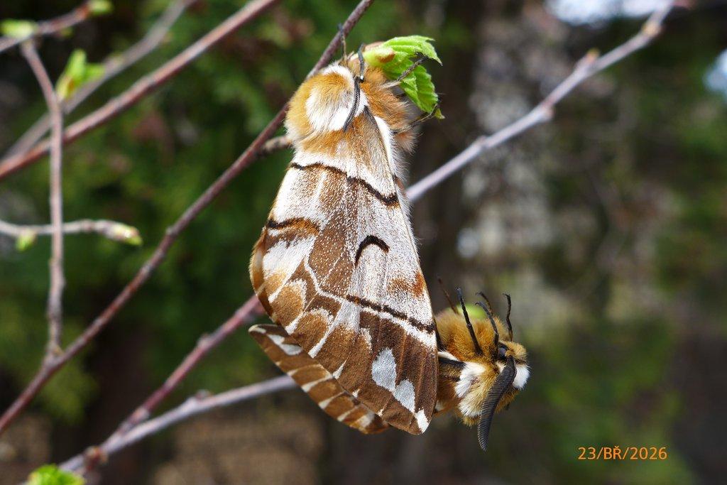 vajíčka Strakáče březového (Endromis versicolora)