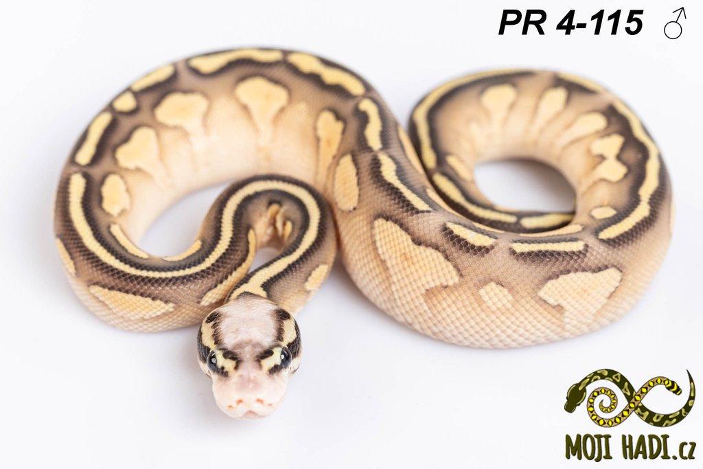 Python regius - Krajta královská