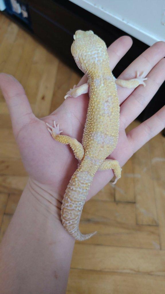 Gekončík noční - SAMEC