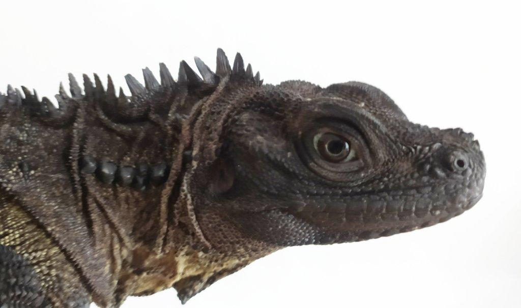 Hydrosaurus celebensis