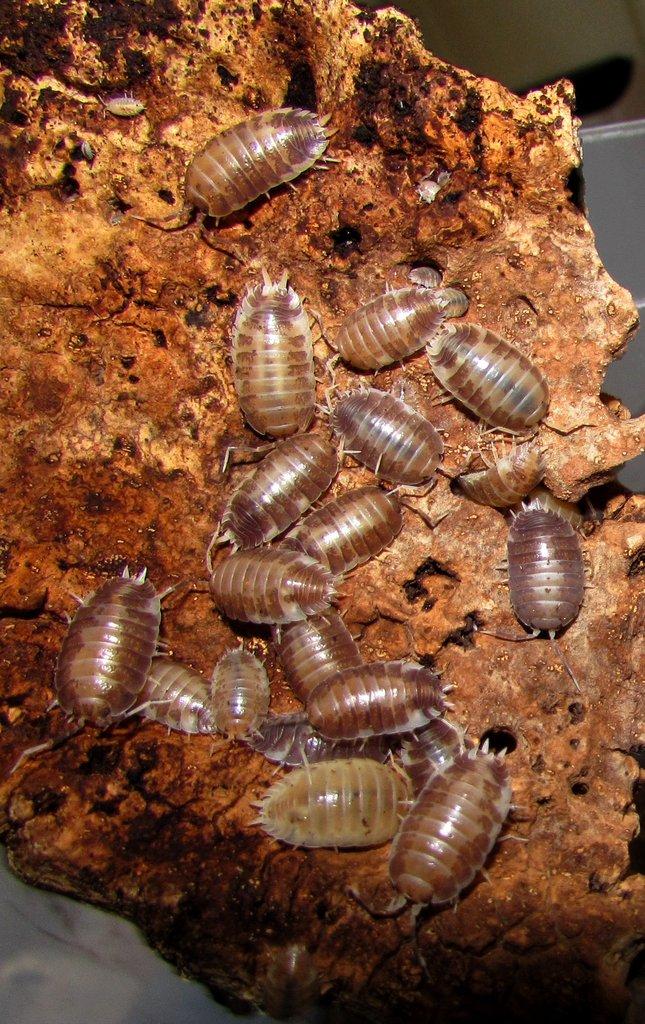 Isopody - Živá exotika 10.5.,stůl J05