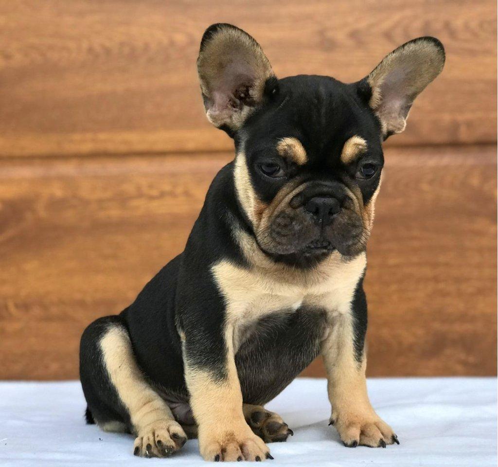 Štěňata francouzského buldoka od AKC