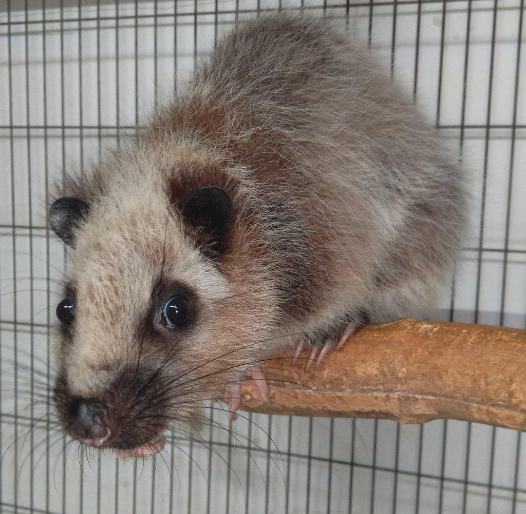 Phloeomys pallidus samice