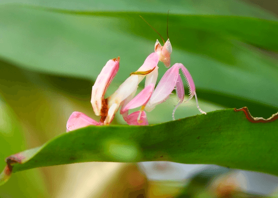 Kudlanka orchidejová