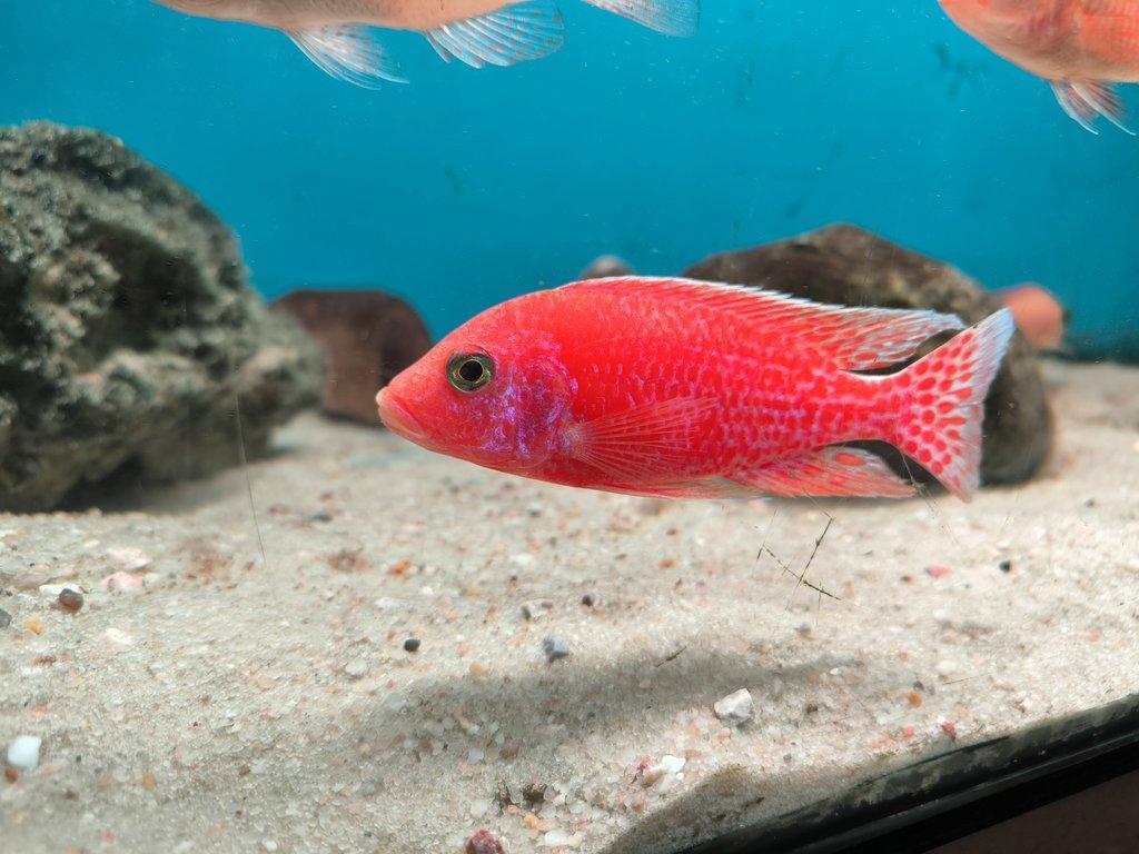 Malawi&Tanganika duben 2026