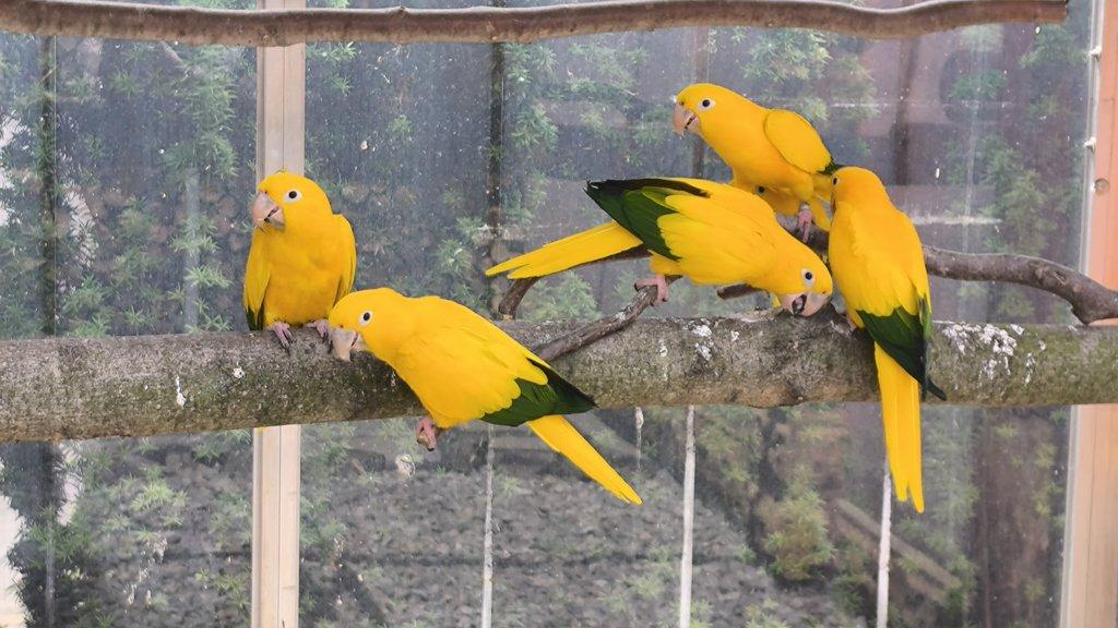 Guaruba guarouba,golden conure,aratinga žltá.