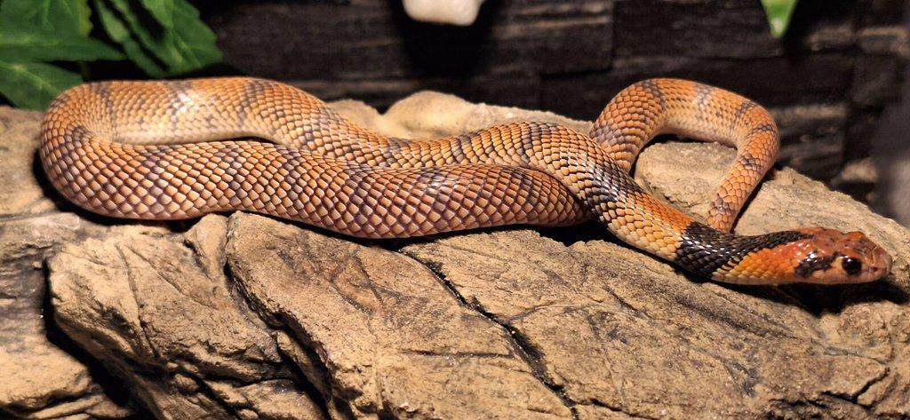 Aspidelaps lubricus cowlesi