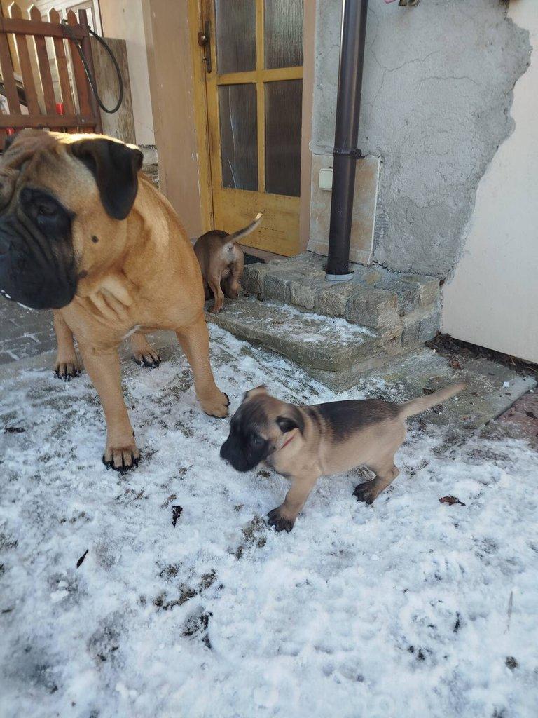 štěňata bullmastiff  bullmastIF