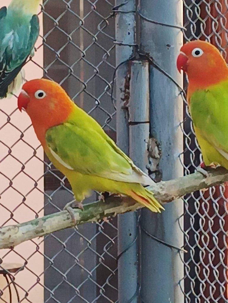 Agapornis fischeri opalin