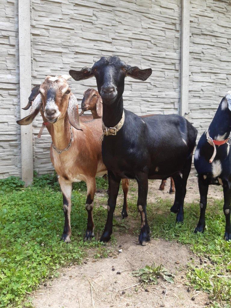 Anglonubijská koza podílová s POP