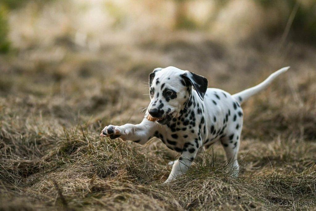 Prodám pejska dalmatina