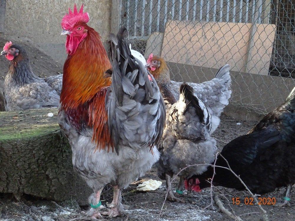 Maranska 🥚🐣 (násadová vejce i kuřátka)