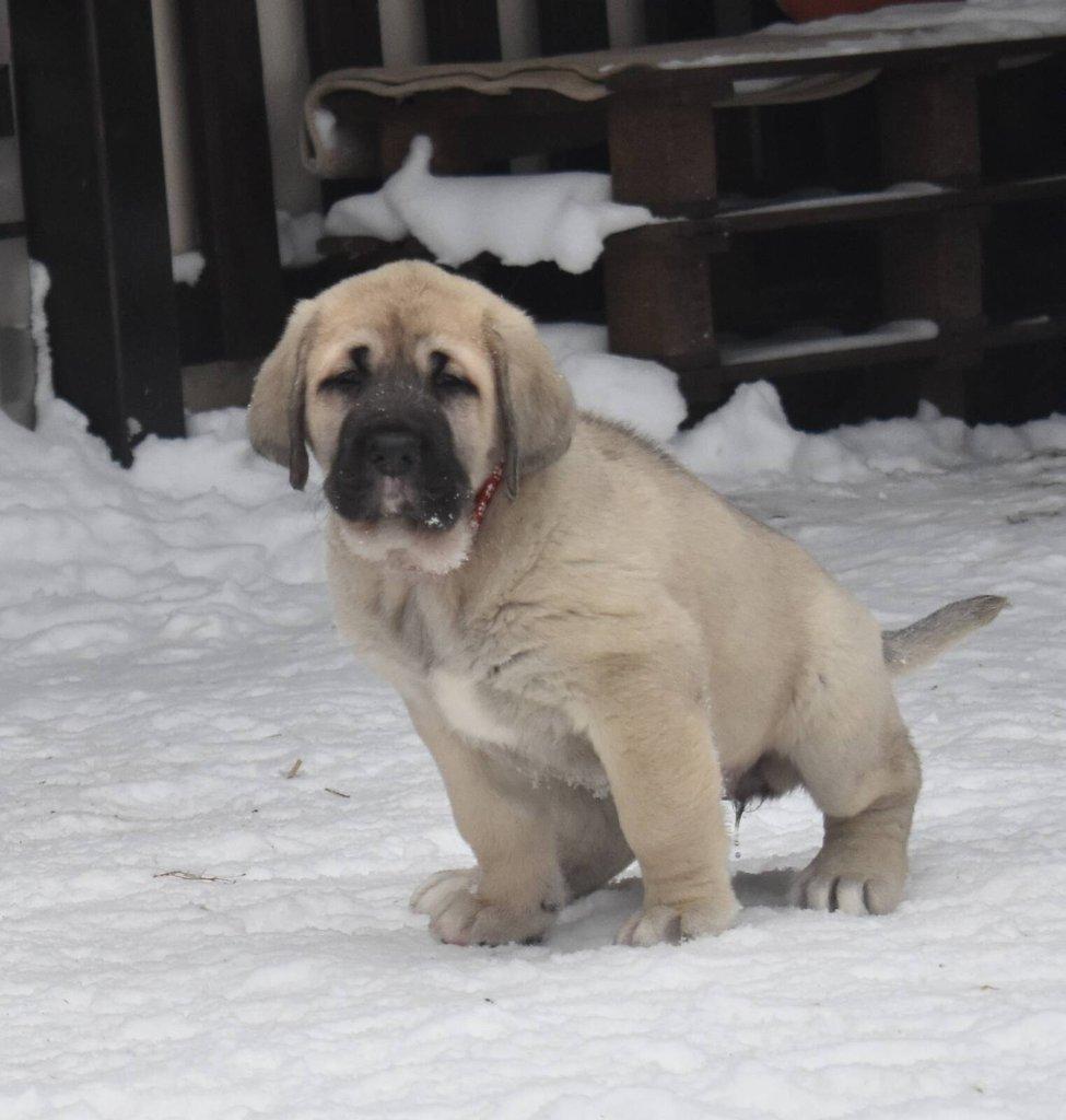 Španělský mastin- nabízíme štěňátka k odběru po 20.lednu