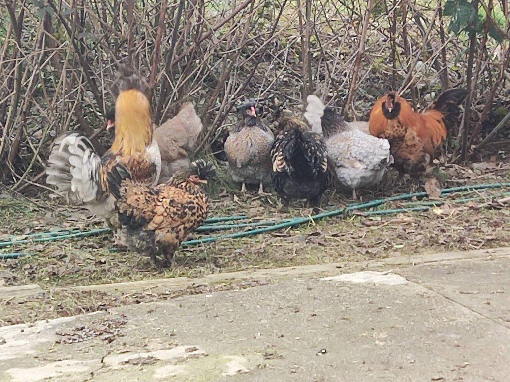 Wyandotka zdrobnělá a Pavlovská slepice