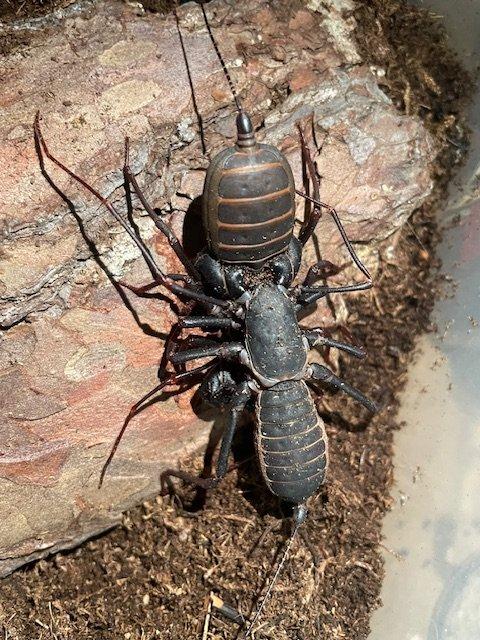 Bičovec Hypoctonus rangunensis