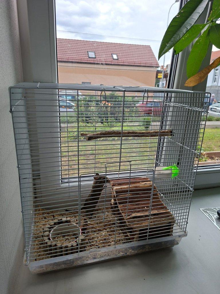 Osmák Degu