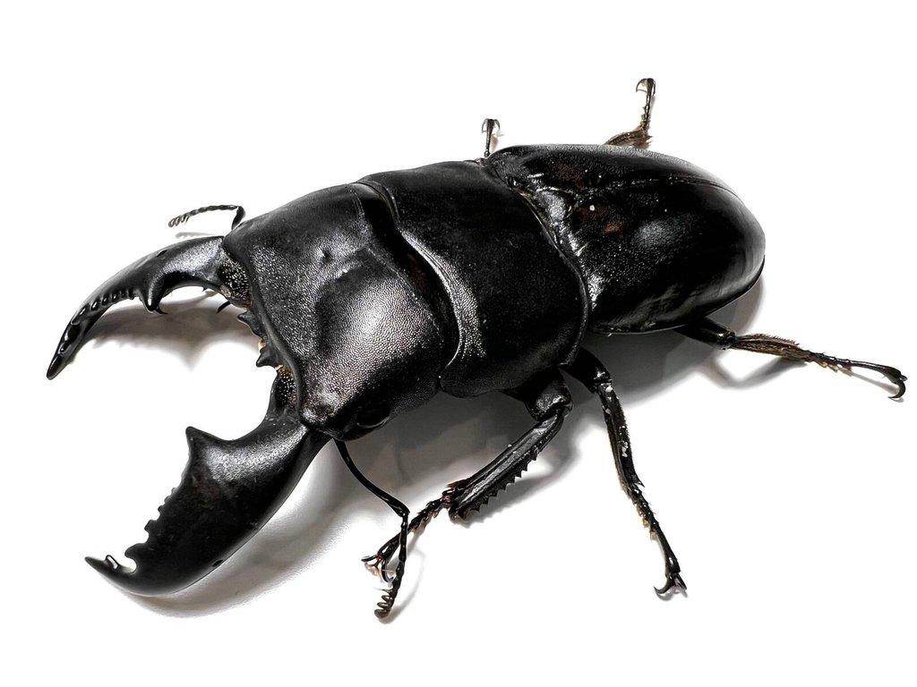 Samec Dorcus titanus yasuokai nebo Dorcus Titanus Imperialis