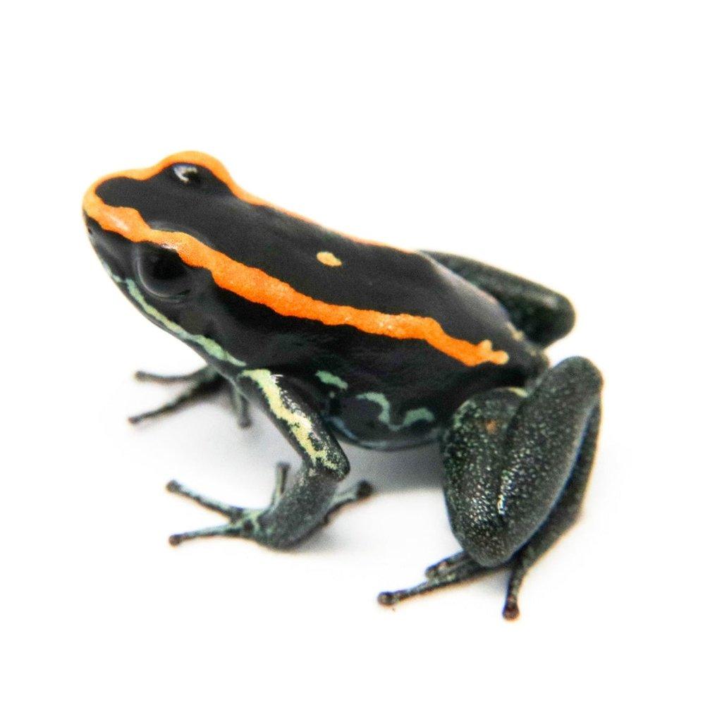 Phyllobates vittatus