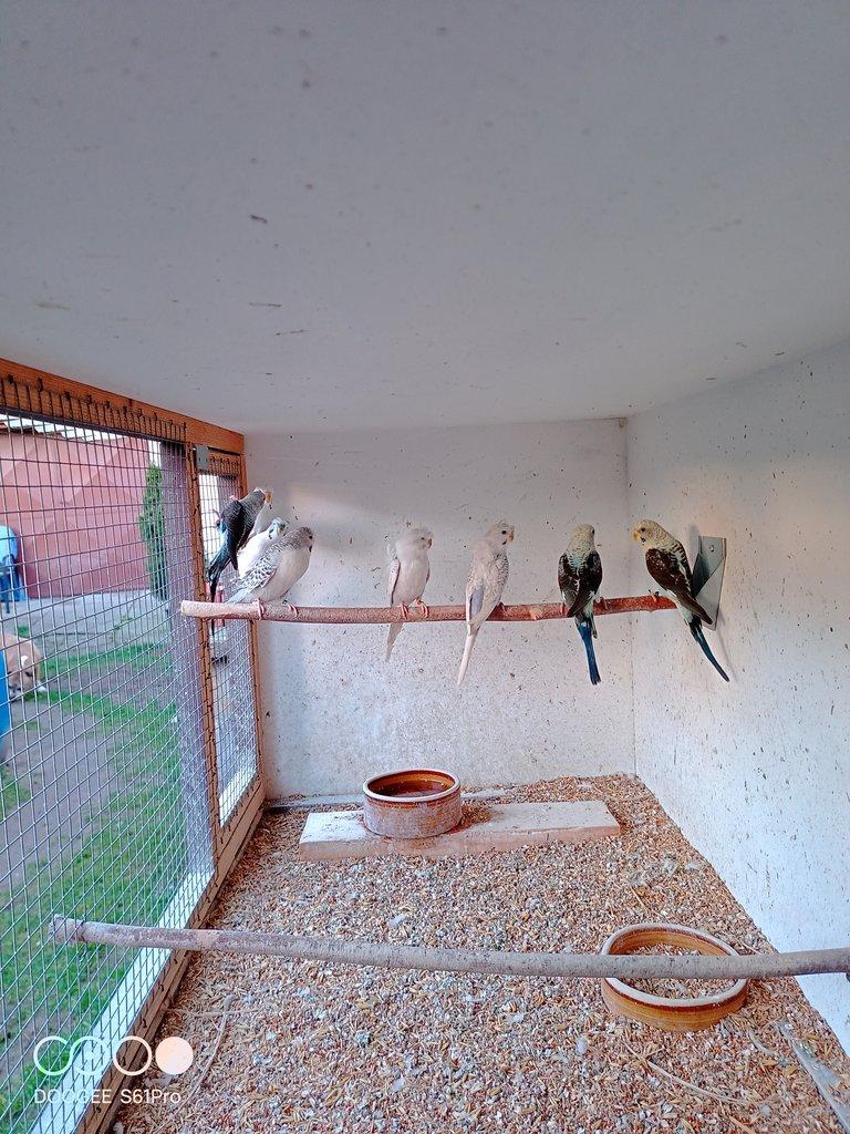 Andulky vlnkované mutace blackwing 1.1