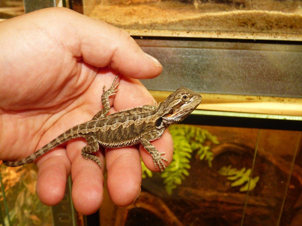 Agama vousatá (Pogona vitticeps)