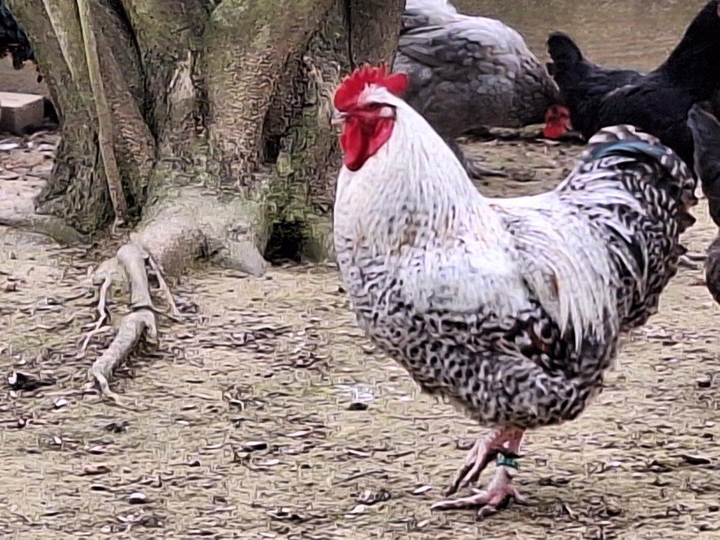 Prodám kohouta  - orpingtonka