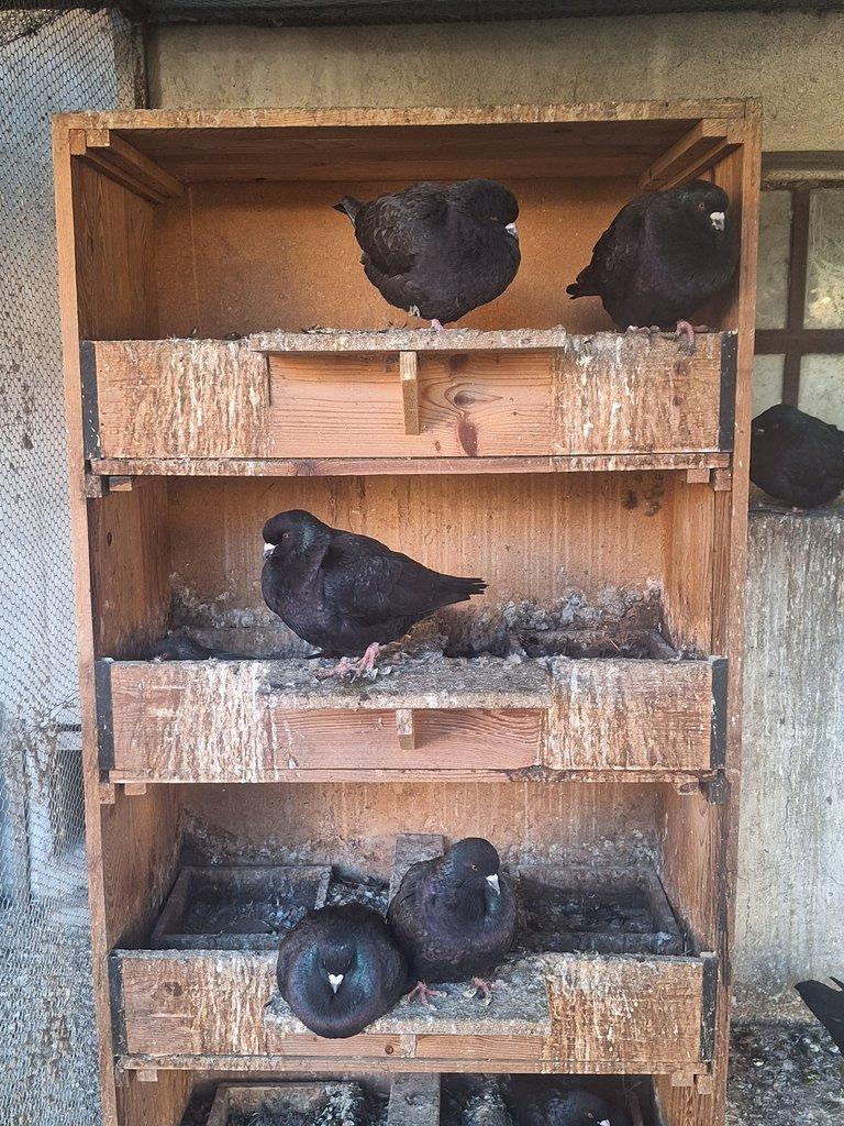 Benešovský holub černý