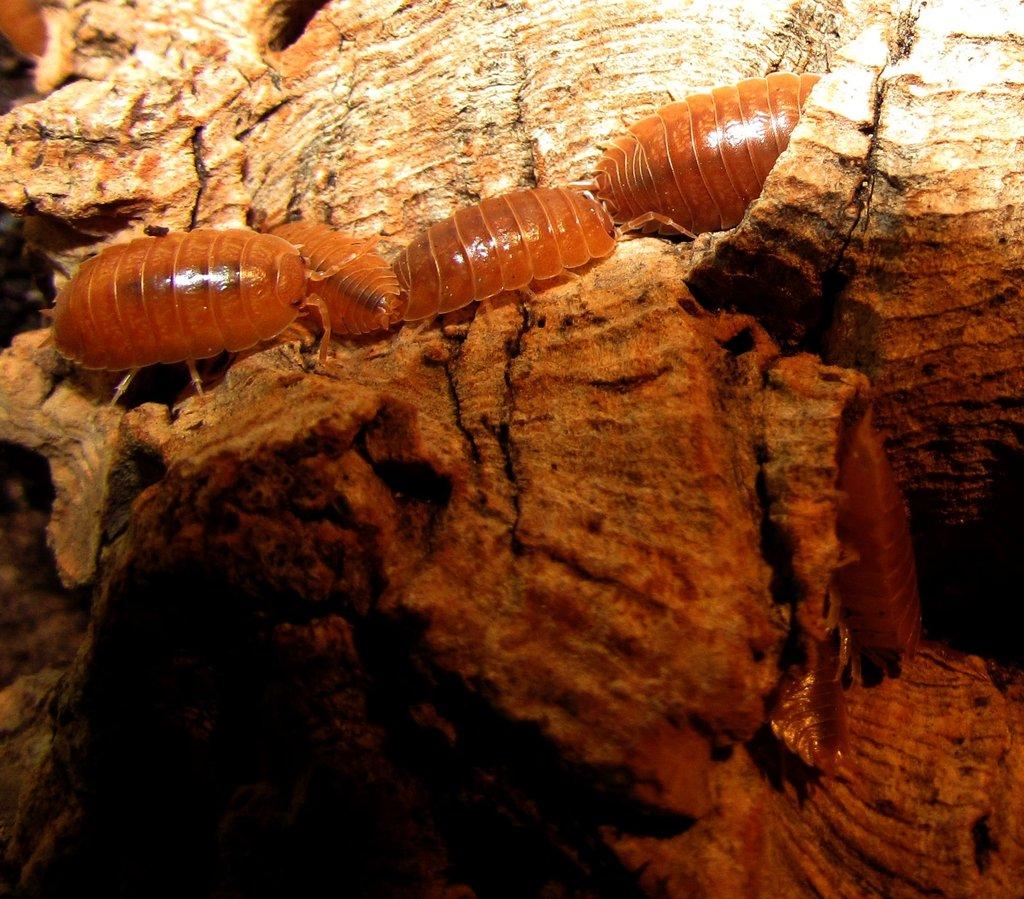 Isopody  - hobby,do terárií i krmné,chovné boxy,krmení - Živá exotika 6.9.,stůl J05
