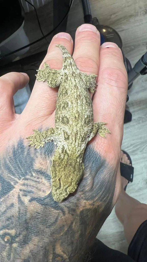 Rhacodactylus leachianus 0.0.2 mt koghis friedel