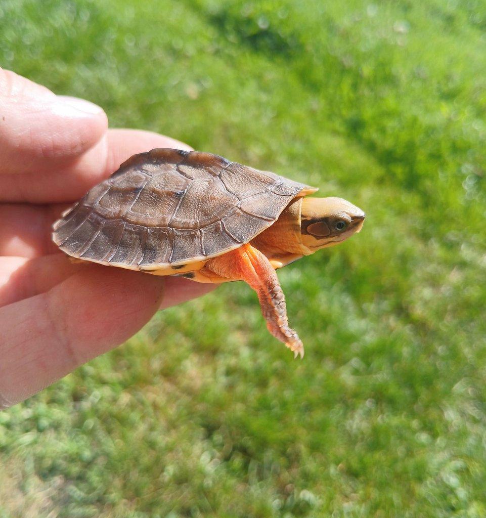 *** CUORA TRIFASCIATA ***