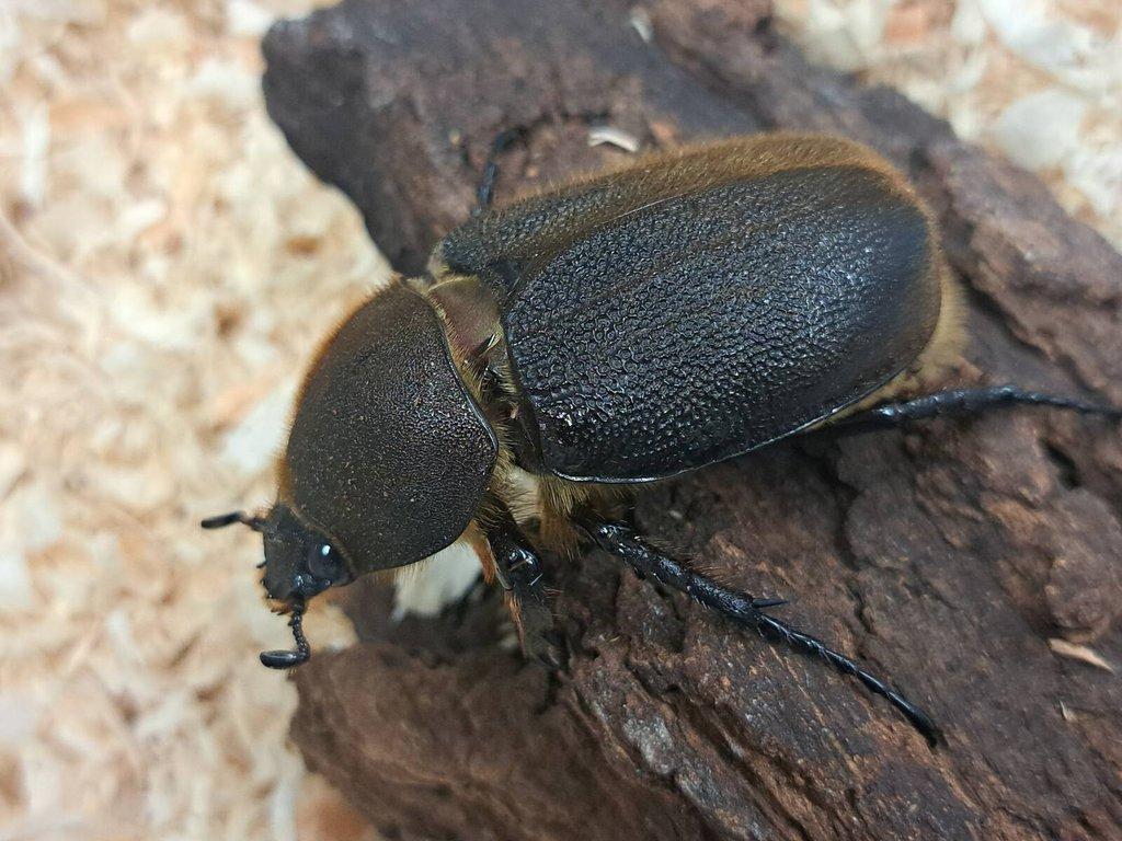 Dynastes hercules hercules