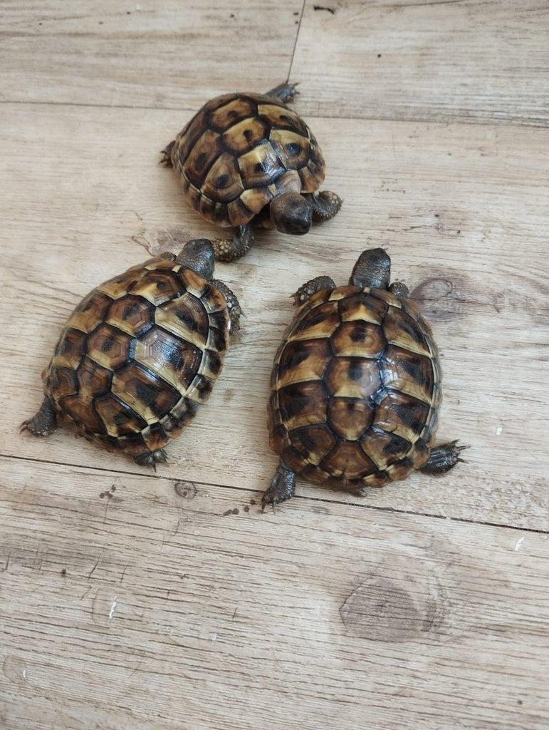Prodám 7 měsíční mláďata Testudo  Hermanni B.