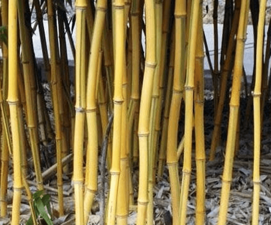 Bambus-Phyllostachys bissetti, Phyllostachys aue.spectabilis