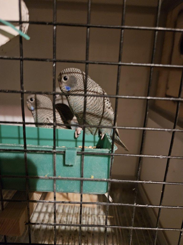 Blackface andulky BF  bf melanistic spangle  Blackwing