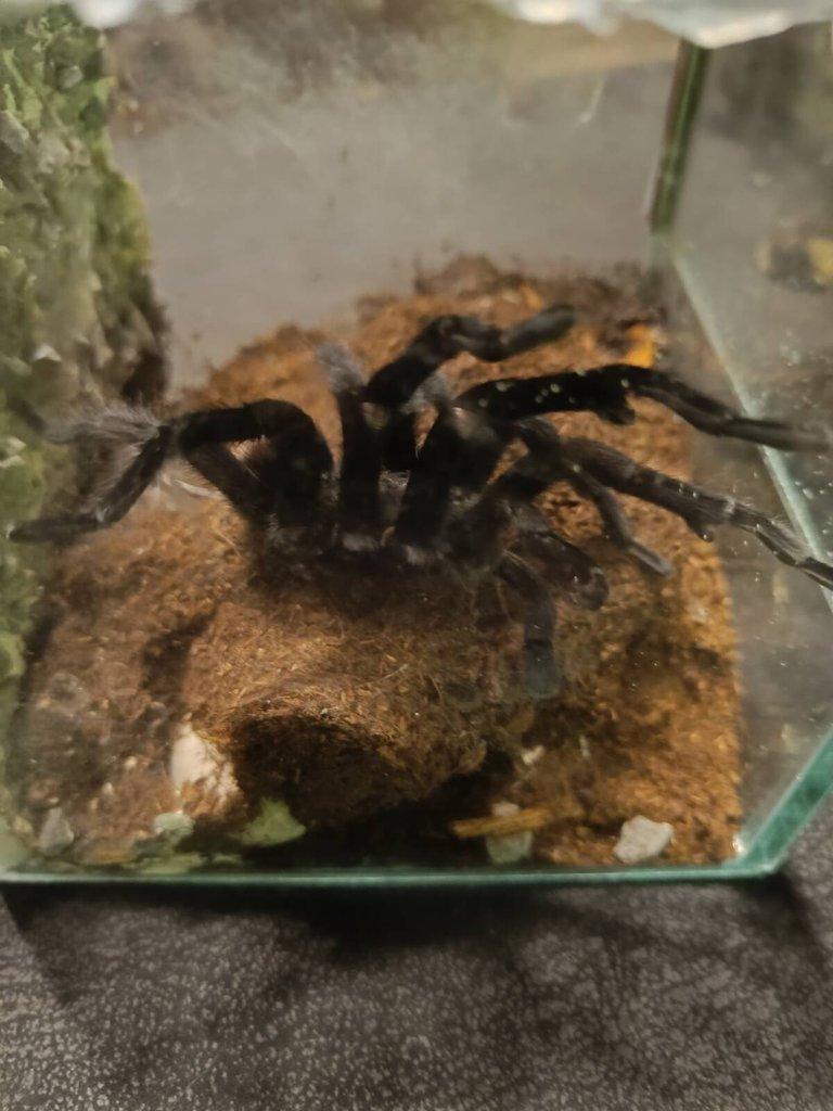Samec T. kahlenbergi, T.albopilosum