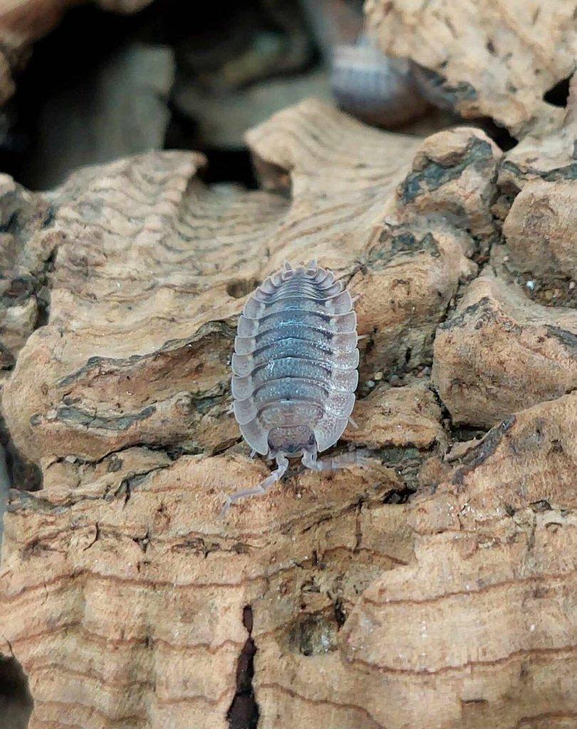ISOPODA - Hobby druhy - aktualizovaný seznam