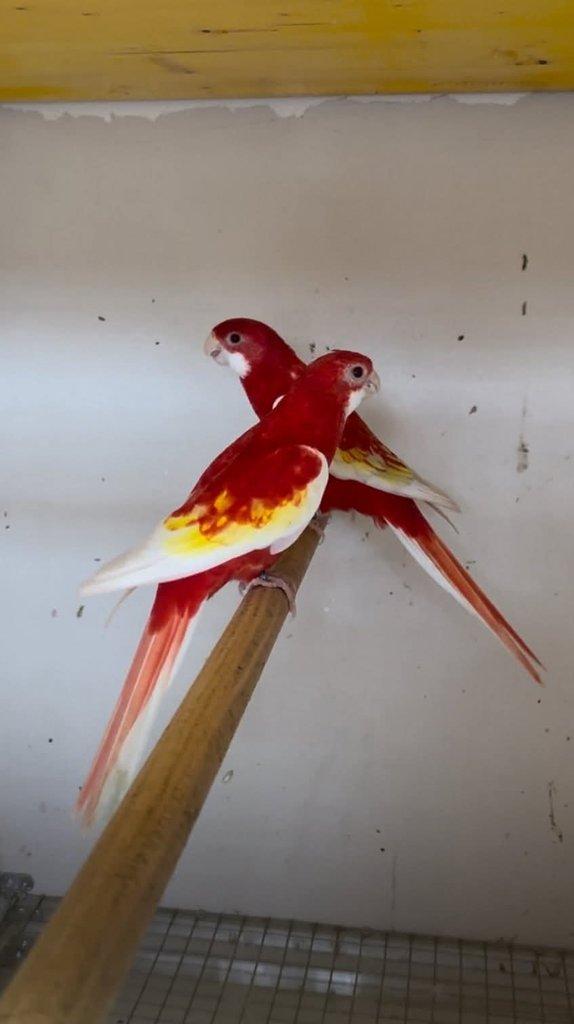 Koupím rosela pestrá rubino gold gold