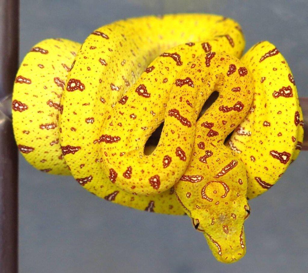 Morelia viridis - lokalitní crossy