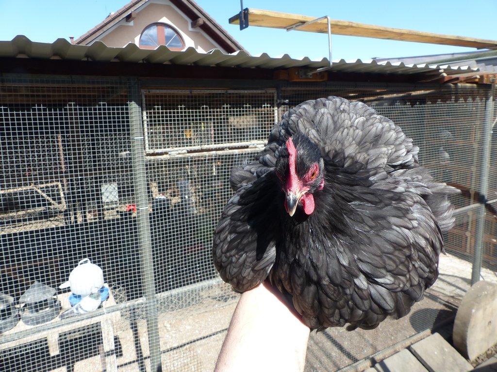 Zakrslá Kočinka modrá