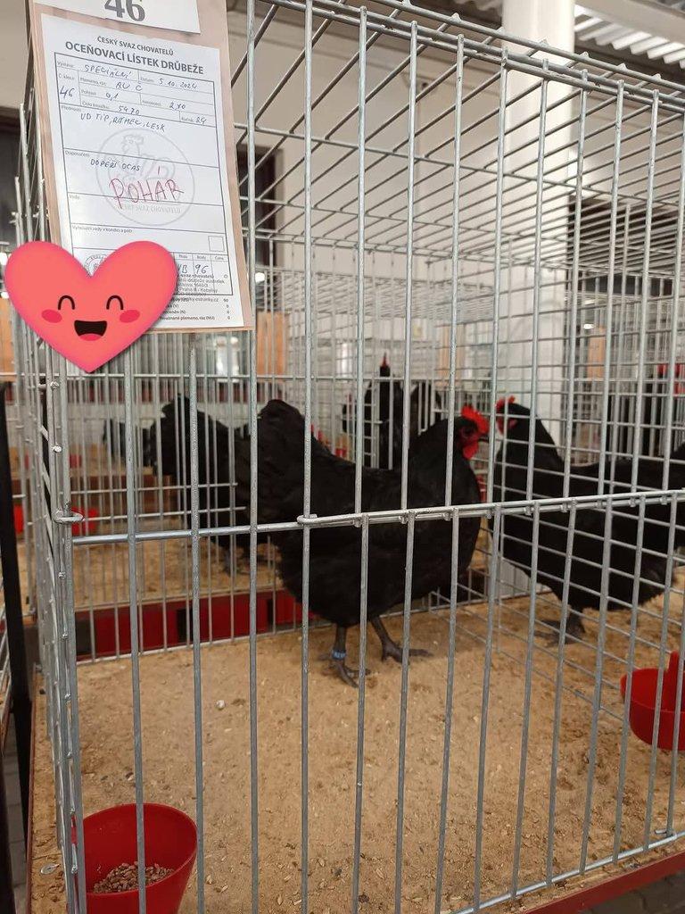 Násadová vejce Australky velké černé a modré s lemy