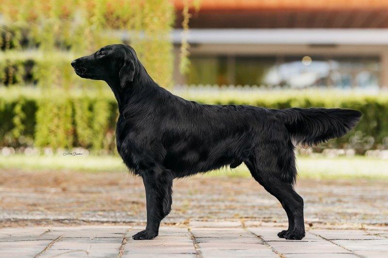 Flat coated retriever - štěňátka s PP