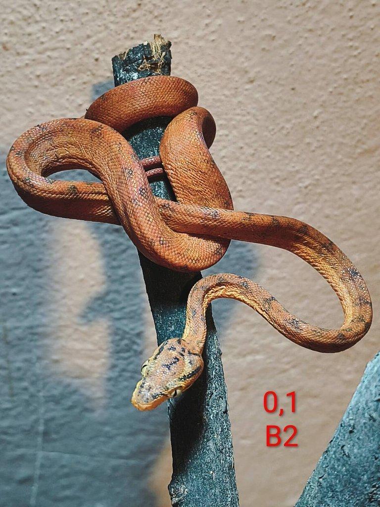 Corallus hortulanus