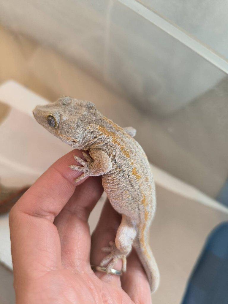 Rhacodactylus auriculatus