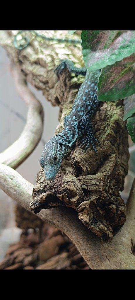 V. macraei, T. chazaliae, E. mandarinus