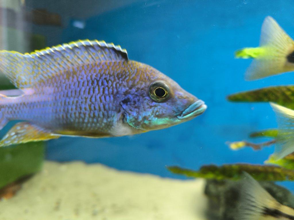 Malawi Tanganika Fauna trhy Ostrava 27.7