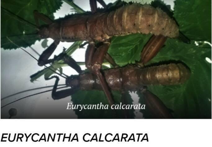 Strašilky a pakobylky