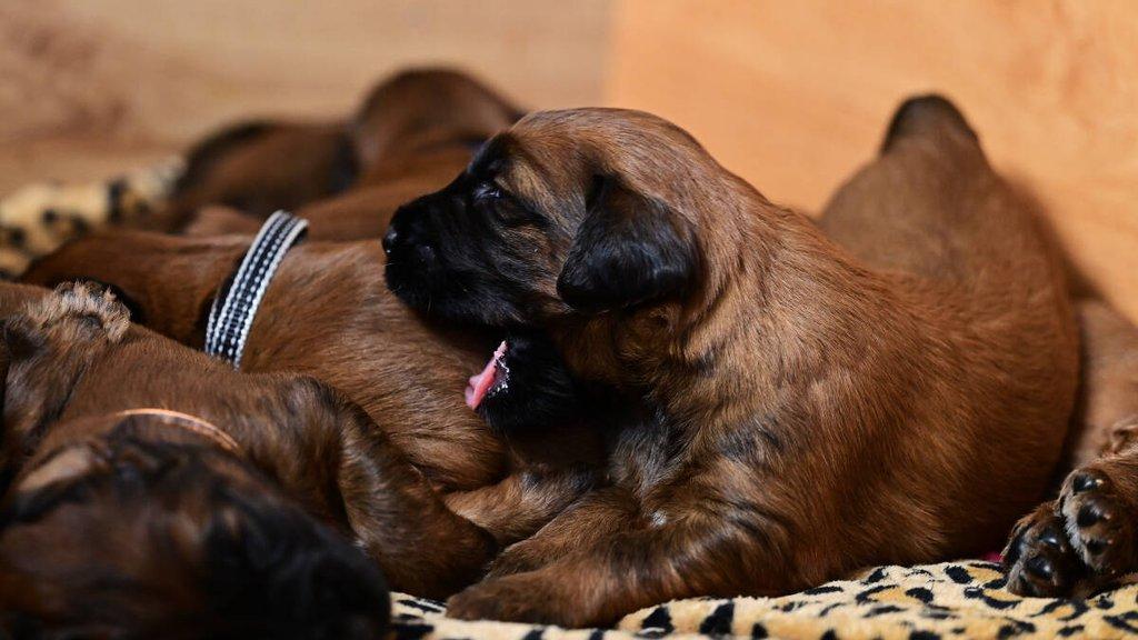 Briard - plavá štěňata