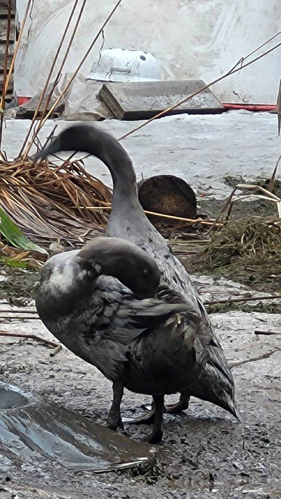 Indicky běžec