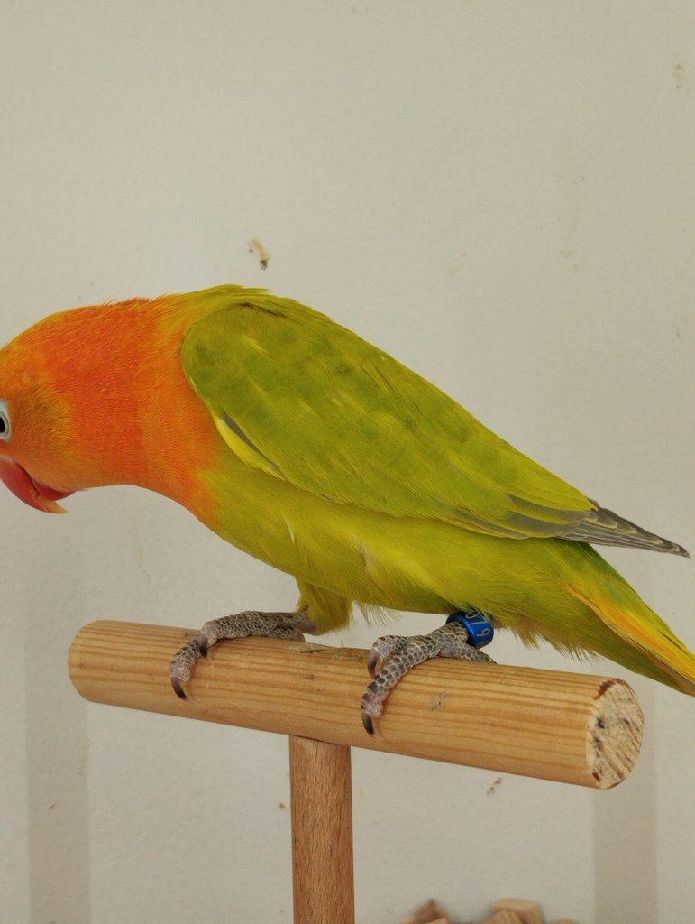 Agapornis fischeri s /DNA/ Jižní Čechy