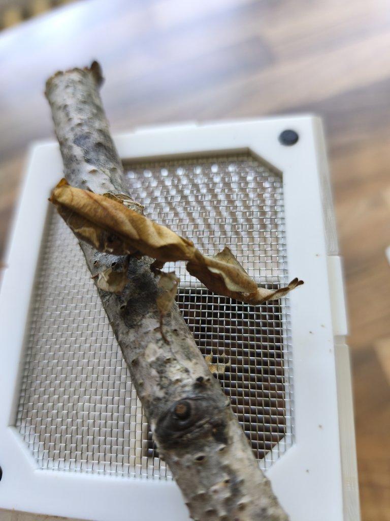 Phyllocrania paradoxa