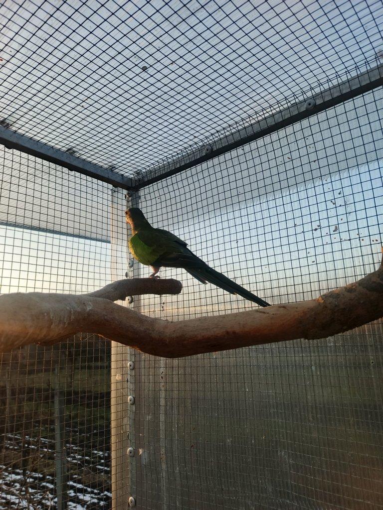 Papoušek alexandřin 1,0